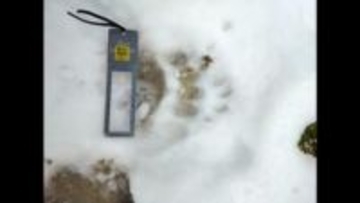 【ヒグマ速報】冬眠に入るのはいつごろ？札幌市円山動物園で足跡が見つかり緊張走る 柵を乗り越えて侵入したか…北海道神宮付近では道路を横断する姿を目撃_住民は「ちょっとやばい」