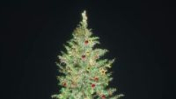 【クリスマスイブ】北海道の街が光で彩られる～大通り公園は約77万個・函館は約15万個のイルミネーション！小樽はライトアップ「青の運河」も！暖かな気温で天気は雨＆路面はツルツル・ベチャベチャ＿足元に注意