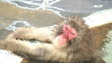 いい湯だな！冬の風物詩「サル山温泉」スタート～初日は気温が高く温泉につかるサルはわずか…でも観光客は大喜び！26年春の大型連休まで〈北海道函館市〉