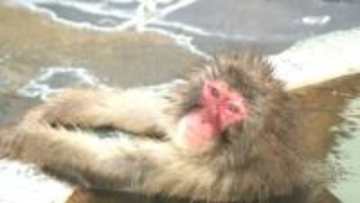 いい湯だな！冬の風物詩「サル山温泉」スタート～初日は気温が高く温泉につかるサルはわずか…でも観光客は大喜び！26年春の大型連休まで〈北海道函館市〉