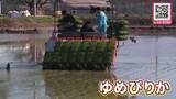 「ブランド米「ゆめぴりか」東川町で田植え始まる！ミネラル豊富な水で育ち美味しいお米に期待高まる「色々な物が不足している世の中で米だけはあるように」収穫は例年通り9月上旬の見込み〈北海道〉」の画像1