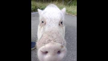 【何らかの理由で飼い主から離れたか】秋の定山渓で見つかった『迷いブタ』警察に保護→飼い主が判明し無事引き渡し〈北海道札幌市〉