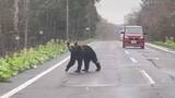 「【ヒグマ速報】「わ！怖い怖い、やばいって」車の匂いを嗅ぎウロウロ…体長約2メートルのクマが撮影者のわずか20メートル先を_目撃情報が各地で相次ぐ〈北海道〉」の画像1
