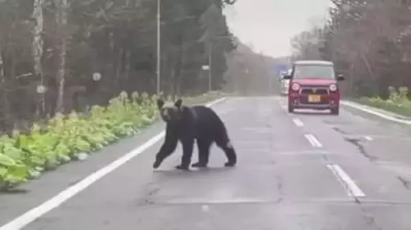 【ヒグマ速報】「わ！怖い怖い、やばいって」車の匂いを嗅ぎウロウロ…体長約2メートルのクマが撮影者のわずか20メートル先を_目撃情報が各地で相次ぐ〈北海道〉