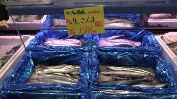 「生サンマはいりました」33トン入荷の札幌では1匹431円！ようやく"秋の味覚"が食卓に_大きいもので140gほど…脂乗りはまずまず_根室で約257トン水揚_サンマ漁ピークは9月中旬