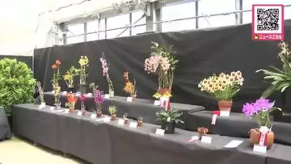 『市民ラン展』札幌・百合が原公園で開催中！50種超の洋ラン62鉢展示―ラン愛好家団体が育てた色鮮やかな洋ラン並ぶ〈北海道札幌市〉