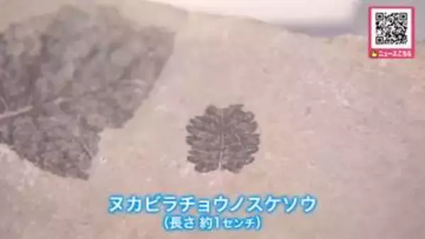 【世界最古の新種】約680万年前の地層から発見『ヌカビラチョウノスケソウ』バラ科チョウノスケ属として世界最古と判明「大昔の気候や環境のことも分かる」北海道博物館で公開中〈北海道札幌市〉