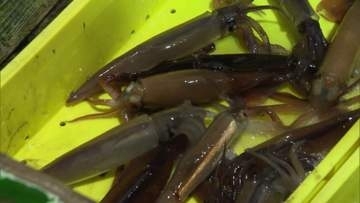 【不安の中…函館スルメイカ漁解禁】漁獲枠が”前年の3倍”に拡大も燃料代高騰に”ペンキやシンナーの価格急上昇”が追い打ち_イカ漁師は「去年の漁獲枠の問題以上」＜北海道＞