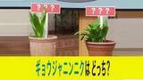 「「美味しいギョウジャニンニク」と「有毒イヌサフラン」の見分け方は？食べると死亡…過去10年で“誤食が最多”の観賞用植物『茎の色』＆『におい』の2つで事前にしっかり確認を！〈北海道〉」の画像1