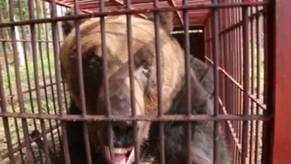 【ヒグマ速報】“300キロ超”巨大クマが箱わなに！冬眠明けなのに…春先の大型個体の捕獲は異例～周辺に他の個体もいる可能性も→警戒続く〈北海道苫前町〉