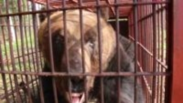 【ヒグマ速報】“300キロ超”巨大クマが箱わなに！冬眠明けなのに…春先の大型個体の捕獲は異例～周辺に他の個体もいる可能性も→警戒続く〈北海道苫前町〉