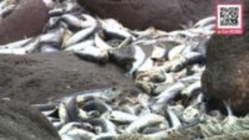 【大群！イワシ襲来】今度は露天風呂！湯船に大量の死骸が…人気の「水無海浜温泉」が当面の間、入浴禁止に＿付近の海岸線に大量に打ち上げられ「臭いがすごい」北海道南部の漁港で養殖魚など"全滅"被害相次ぐ