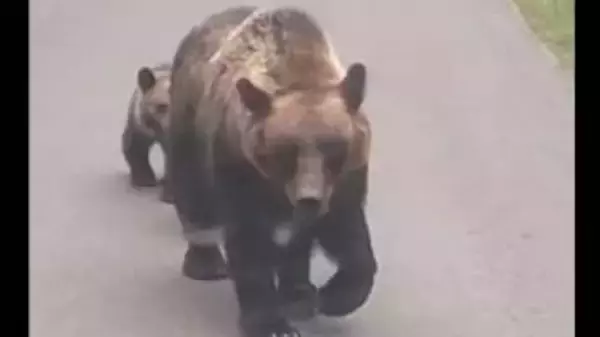 【ヒグマ異常事態】「軽自動車をひっくり返すことができる」「人間の体が裂けてしまうくらいの破壊力」ヒグマ防除隊長が語るクマの驚きの身体能力…通報件数5222件と過去最多となった恐怖の2025年〈北海道〉