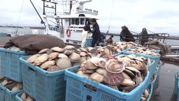 「刺身が一番おいしい！」北海道根室市で"春のホタテ漁"スタート―中東情勢緊迫化による燃料高騰で節約も