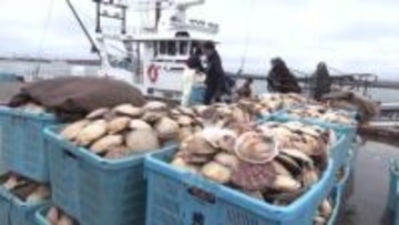 「刺身が一番おいしい！」北海道根室市で"春のホタテ漁"スタート―中東情勢緊迫化による燃料高騰で節約も