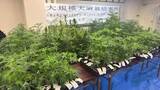 「末端価格1億円相当の大麻草1083株を営利目的で栽培＿30歳無職男ら2人を逮捕＿1つの建物内で押収した大麻草としては道内で過去最大の量＜北海道日高町＞」の画像1