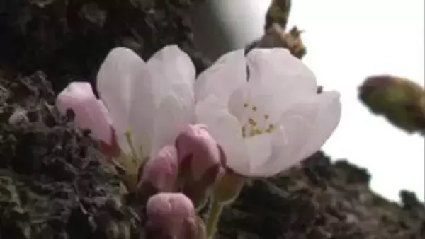 早咲きのサクラ見つけた！ 函館の名所で…札幌の早咲き定番スポットでは異変が 工事のため一部伐採…札幌市は円山公園での花見を今年も“火気使用禁止”に 北国の春はもうすぐそこ〈北海道〉