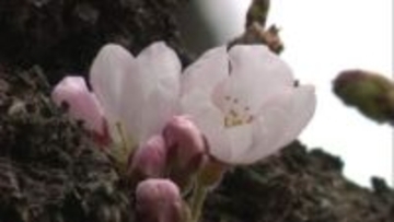 早咲きのサクラ見つけた！ 函館の名所で…札幌の早咲き定番スポットでは異変が 工事のため一部伐採…札幌市は円山公園での花見を今年も“火気使用禁止”に 北国の春はもうすぐそこ〈北海道〉