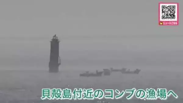北方領土の貝殻島周辺のコンブ漁始まる_初日の水揚げは少なく厳しい船出…約180隻が一斉に出漁〈北海道根室市〉