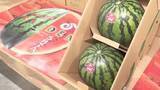 「“過去最高値”の２玉40万円！共和町の特産品「らいでんスイカ」初競り…2年連続で福祉事業者が落札→児童養護施設へ寄付〈北海道〉」の画像1