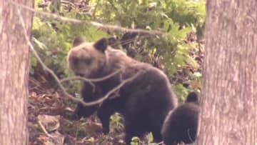 【ヒグマ速報】急増している出没に自衛隊や警察が対応を想定―クマ対策費として約2400万円…定例道議会に提出する一般会計補正予算案に盛り込む_北海道