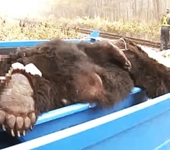 ヒグマと列車の衝突事故が"過去最多"前年の2倍超に…列車の運休や遅延が多発・安全確保のためハンターの手配も必要…死骸回収用の新兵器『クマキャッチャー』を独自開発＜JR北海道＞