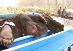 ヒグマと列車の衝突事故が"過去最多"前年の2倍超に…列車の運休や遅延が多発・安全確保のためハンターの手配も必要…死骸回収用の新兵器『クマキャッチャー』を独自開発＜JR北海道＞