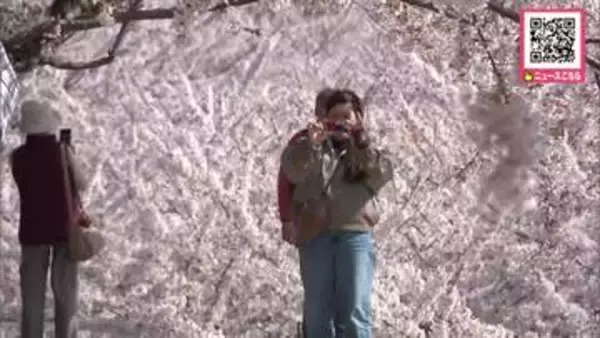 【サクラ満開】「最高！」函館市・五稜郭公園でサクラ満開…ピンクに染まった公園内は花見客でにぎわう_札幌ウメの名所も白梅2分咲きに＜北海道＞