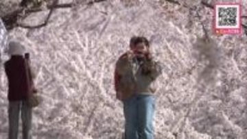 【サクラ満開】「最高！」函館市・五稜郭公園でサクラ満開…ピンクに染まった公園内は花見客でにぎわう_札幌ウメの名所も白梅2分咲きに＜北海道＞