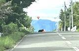 「【ヒグマ速報】5日連続の目撃…十字路の真ん中にたたずむクマー警察がパトロール強化するも見当たらず〈北海道砂川市〉」の画像1
