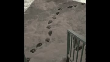 【円山動物園でクマ1頭駆除】住宅地に残された”11センチ”の足跡は動物園の方向へ_住民は「食べ物が山にないから命かけてでもまたおりてくる」＜札幌市＞