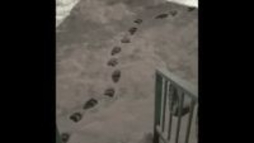 【円山動物園でクマ1頭駆除】住宅地に残された”11センチ”の足跡は動物園の方向へ_住民は「食べ物が山にないから命かけてでもまたおりてくる」＜札幌市＞