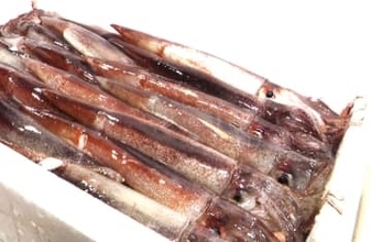 定置網漁で取らないよう求めていたスルメイカ_北海道は「微量であればイカ取れる」と判断_11月19日に渡島地方の漁協に説明_20日から漁を再開〈北海道〉