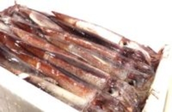 定置網漁で取らないよう求めていたスルメイカ_北海道は「微量であればイカ取れる」と判断_11月19日に渡島地方の漁協に説明_20日から漁を再開〈北海道〉