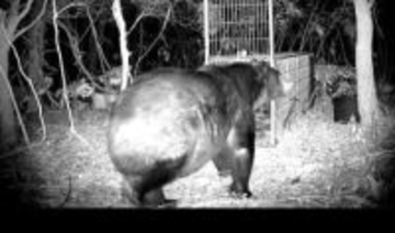 【ヒグマ速報】札幌の繁華街ススキノの一角でもクマ？目撃情報に市民の緊張高まる＿苫前町では体重400キロの巨大グマ出現―箱ワナに入りきらないほどのデカさ―追うハンターが目にしたものとは＜北海道＞