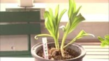 【観賞用と食用を一緒に栽培しないで】自宅の庭で「イヌサフラン」を採取し「ギョウジャニンニク」と間違えて天ぷらに…70代女性食べた2日後に死亡＿体内から有毒成分『コルヒチン』検出〈北海道札幌市〉