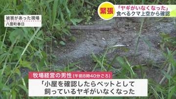 「小屋にペットのヤギがいない」“体長約1.8mのヒグマがヤギを食べる姿をドローンで確認＿デントコーン畑も荒らされる被害＿同一個体による仕業か＿箱わな設置し警戒続く北海道八雲町＞