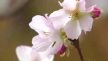 【今季一番の冷え込み】中標津空港で『全国の今季最低気温』氷点下7.7℃を記録…松前公園では春秋の二季咲き「冬桜」と紅葉が“今だけ”の美しい共演〈北海道〉