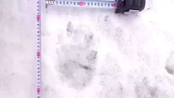 【ヒグマ速報】早くも冬眠明け？雪の上にくっきり…“クマのような足跡”が函館で相次ぐ 親子の可能性も？中学校のグラウンドでは複数の足跡が＜北海道函館市＞