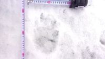 【ヒグマ速報】早くも冬眠明け？雪の上にくっきり…“クマのような足跡”が函館で相次ぐ 親子の可能性も？中学校のグラウンドでは複数の足跡が＜北海道函館市＞