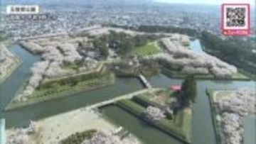 【鹿追町で25℃超！春の陽気】函館五稜郭公園で満開の桜「結構最高っすね」平岡公園では“梅まつり”開幕―名物「ウメソフト」白梅を眺めながら楽しむ〈北海道〉