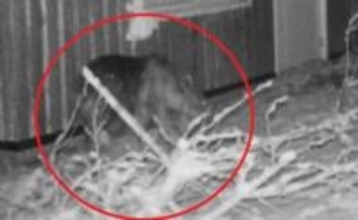 「ホッケ」に執着したか？動物園に出没を繰り返していたクマを駆除―別の個体がいないか安全が確認されるまで休園延長―17日から営業再開へ＜北海道札幌市・円山動物園＞