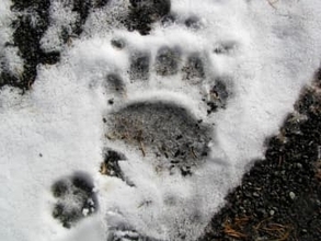 【ヒグマ速報】札幌・羊ケ丘地区で深夜に体長2メートルくらいのクマ目撃―森林総合研究所事務所棟から140m地点で確認、翌日には雪の上にクッキリと残る複数の足跡も発見＿前掌幅11cmの成獣か
