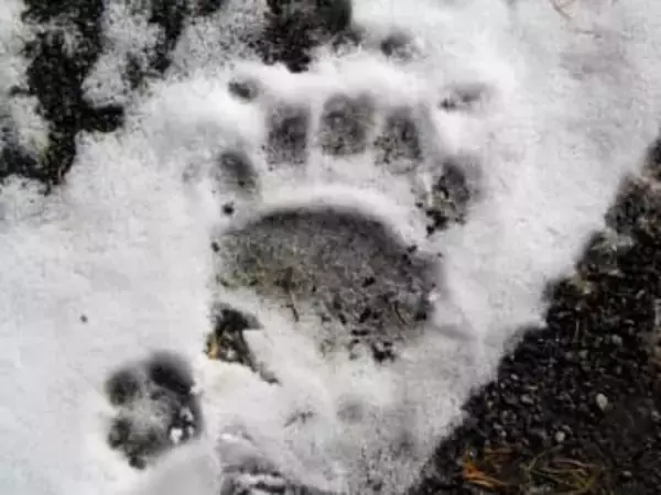 【ヒグマ速報】札幌・羊ケ丘地区で深夜に体長2メートルくらいのクマ目撃―森林総合研究所事務所棟から140m地点で確認、翌日には雪の上にクッキリと残る複数の足跡も発見＿前掌幅11cmの成獣か
