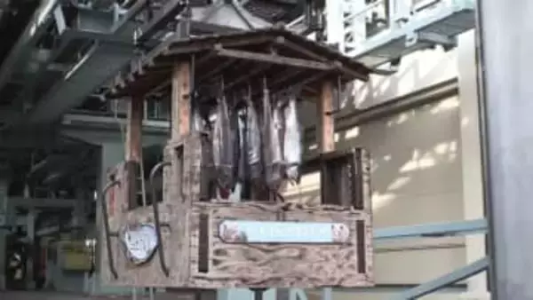 ゴンドラに吊り"空飛ぶサケ"＿登別クマ牧場の風物詩『とば号』秋サケ不漁により例年の半数で運行開始＿完成したサケトバはクマの誕生日プレゼントに〈北海道登別市〉