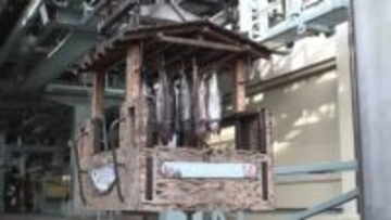 ゴンドラに吊り"空飛ぶサケ"＿登別クマ牧場の風物詩『とば号』秋サケ不漁により例年の半数で運行開始＿完成したサケトバはクマの誕生日プレゼントに〈北海道登別市〉