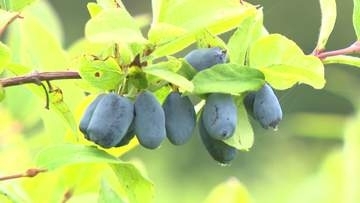 厚真町名産ハスカップ「近年で1番おいしい！」雨が少ない影響で小ぶりでも“濃厚な味”＿収穫後は札幌市や苫小牧市に出荷へ〈北海道厚真町〉