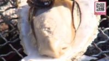 【食欲の秋】「ミルキーでおいしい」「濃厚」大人気「あっけし牡蠣まつり」が開幕！プリプリの牡蠣やサンマ・ホタテなど旬の食材を求める来場者でにぎわう―牡蠣の掴み取りも＿11月16日も開催〈北海道厚岸町〉