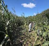 「【ヒグマ速報】デントコーン1000本食い荒らされた！幅15センチの足跡にフン残す…畑の中にはクマが掘ったとみられる穴も_市は箱わな設置へ〈北海道函館市〉」の画像1