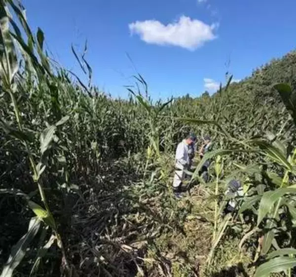【ヒグマ速報】デントコーン1000本食い荒らされた！幅15センチの足跡にフン残す…畑の中にはクマが掘ったとみられる穴も_市は箱わな設置へ〈北海道函館市〉